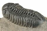 Detailed Austerops Trilobite - Ofaten, Morocco #204238-5